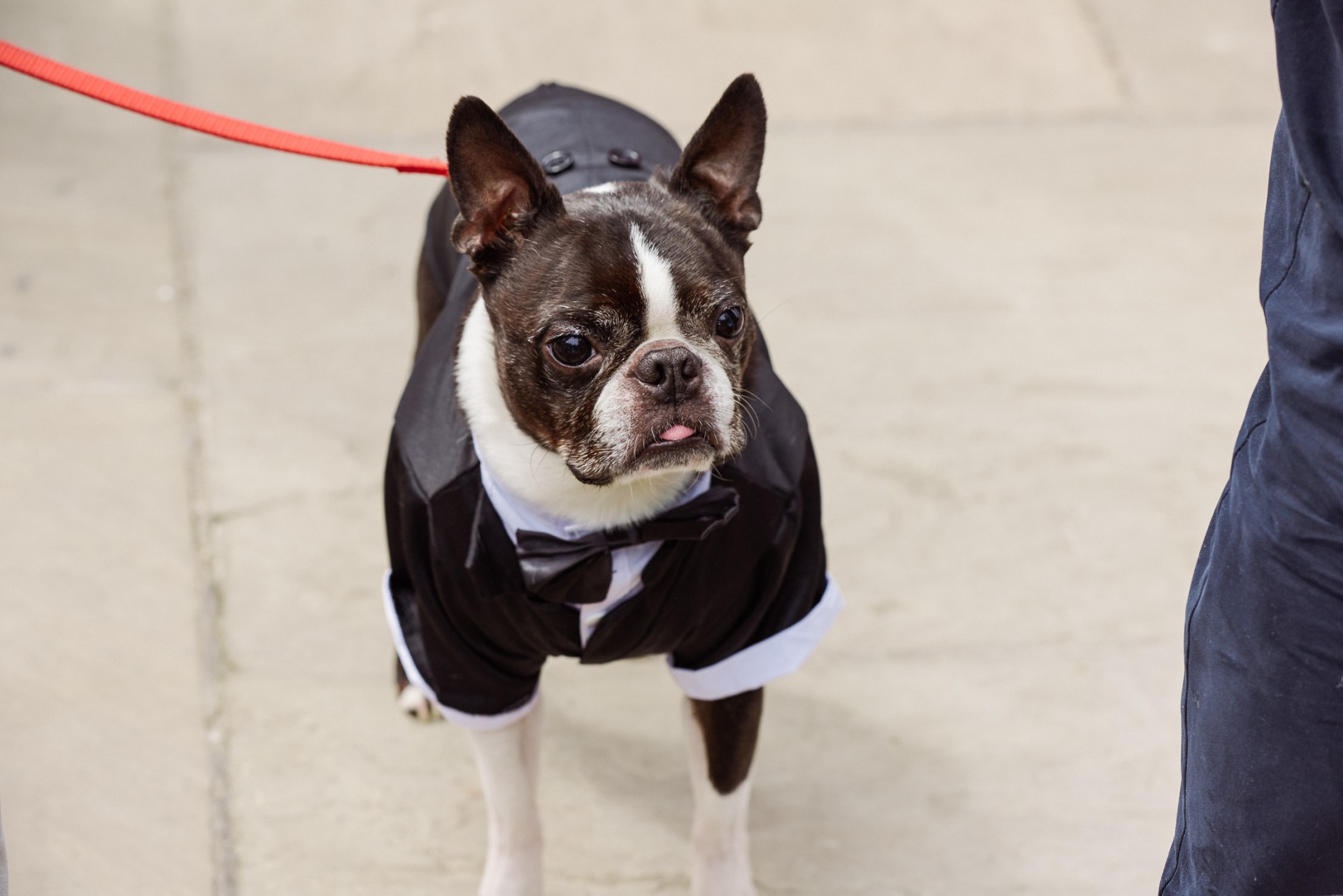 French bulldog wearing a dapper wedding suit