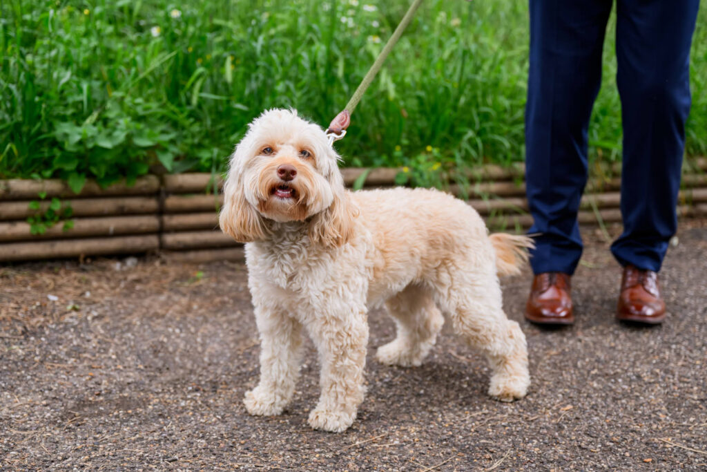 Couple’s dog on a lead during wedding photos in West Bridgford Park